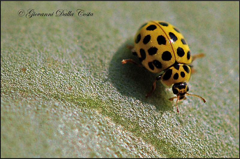Psyllobora vigintiduopunctata